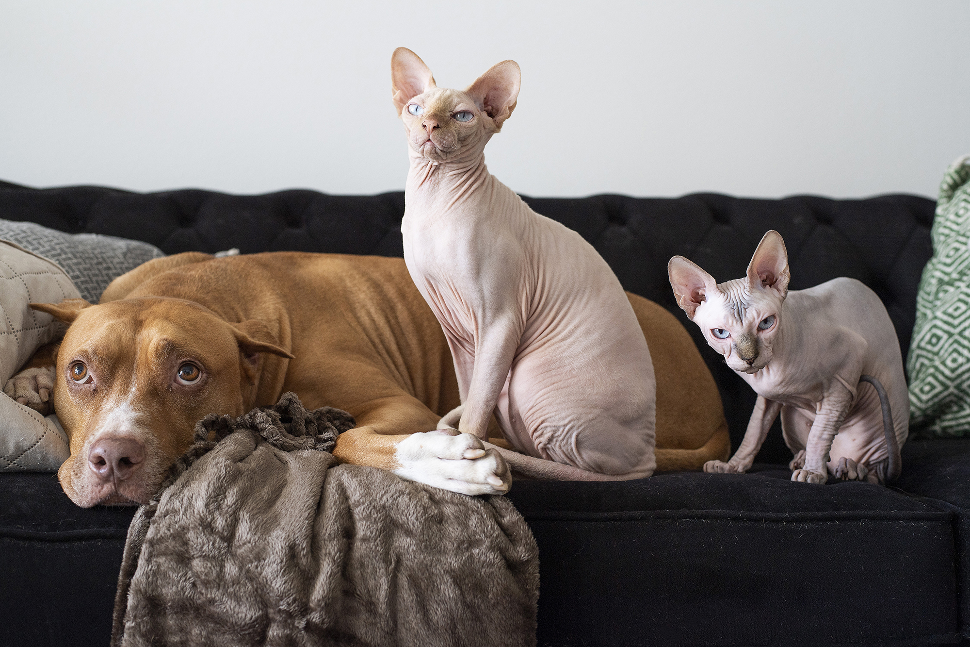 Butch the dog and two Sphynx cats enjoy Espoo’s Ylismäki with Alice ...